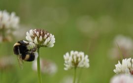 aardhommel op witte klaver