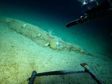 Mesophotic reefs serve as a buffer zone, providing a source of coral larvae and other organisms that can repopulate damaged shallow reefs