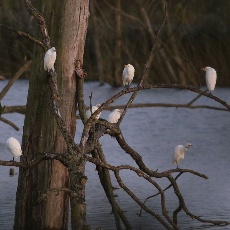 Koereigers op een slaapplaats op de Jantjesplaat in de Biesbosch