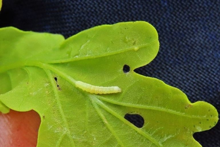 Kleine wintervlinder in tweede larvestadium