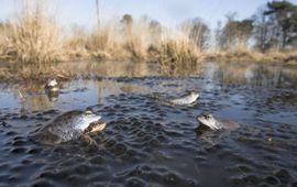 Heikikkers in hun voortplantingswater