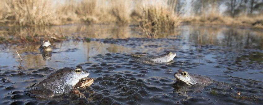 Heikikkers in hun voortplantingswater