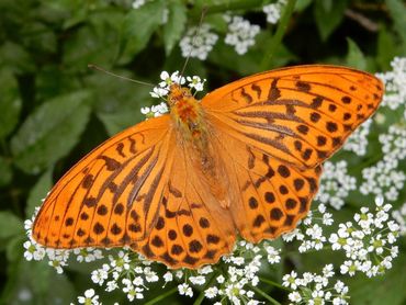 Het mannetje keizersmantel is te herkennen aan de zwarte geurstrepen op de voorvleugel