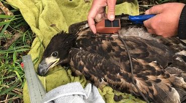 Aanbrengen van GPS-logger op jonge zeearend in de Oostvaardersplassen, 5 juni 2020