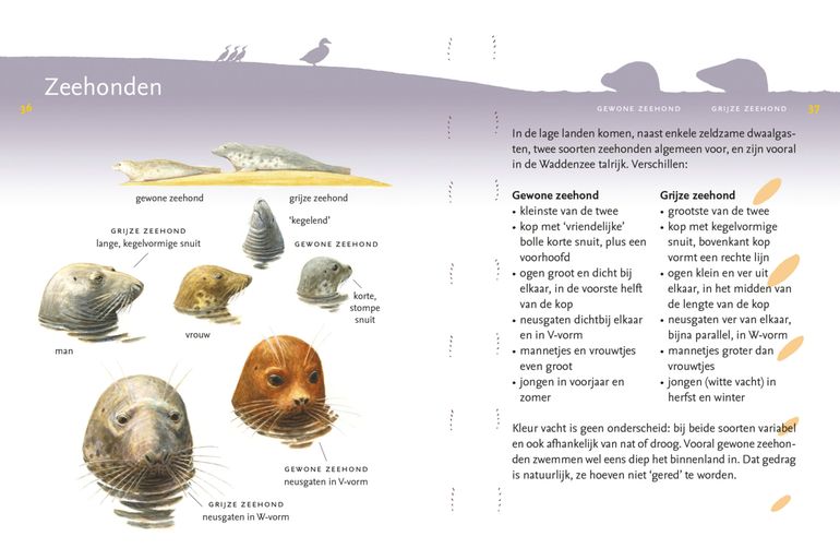 Zeehonden in de ARK Roofdiergids