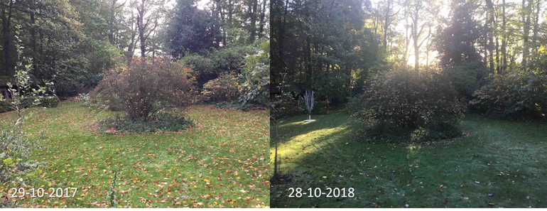 Rhododendron in tuin aan de Van Heeksbleeklaan, Enschede