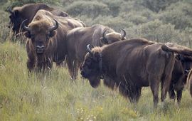 Gezenderde wisent in kudde