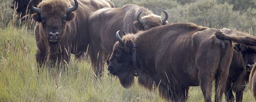 Gezenderde wisent in kudde