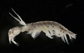 Bureau Biota - VOOR EENMALIG GEBRUIK Azov slijkgarnaal