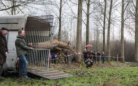 James van Leuven Het edelhert is terug in Brabant