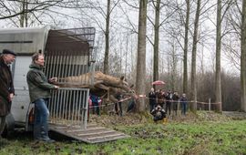 Het edelhert is terug in Brabant