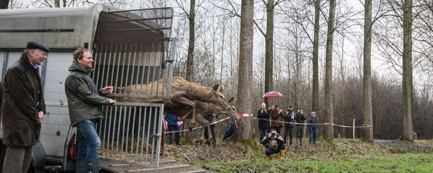 Het edelhert is terug in Brabant