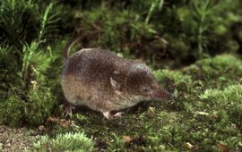Hugo Willocx Bosspitsmuis