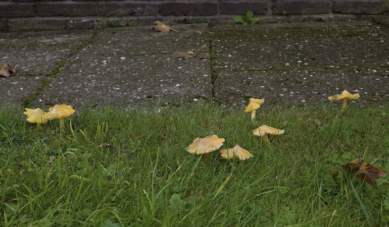 Spitse wasplaten voor de stoep van de buren