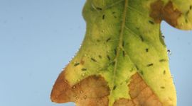Tuberculatus annulatus op eikenblad