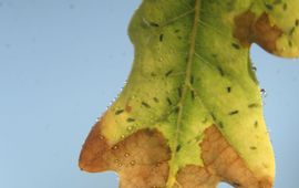 Tuberculatus annulatus op eikenblad