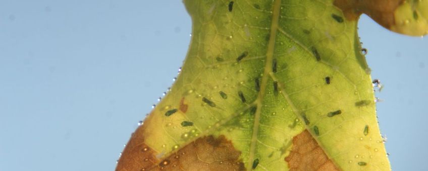 Tuberculatus annulatus op eikenblad