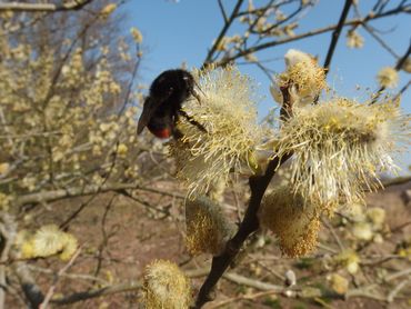 Steenhommel (Bombus lapidarius)