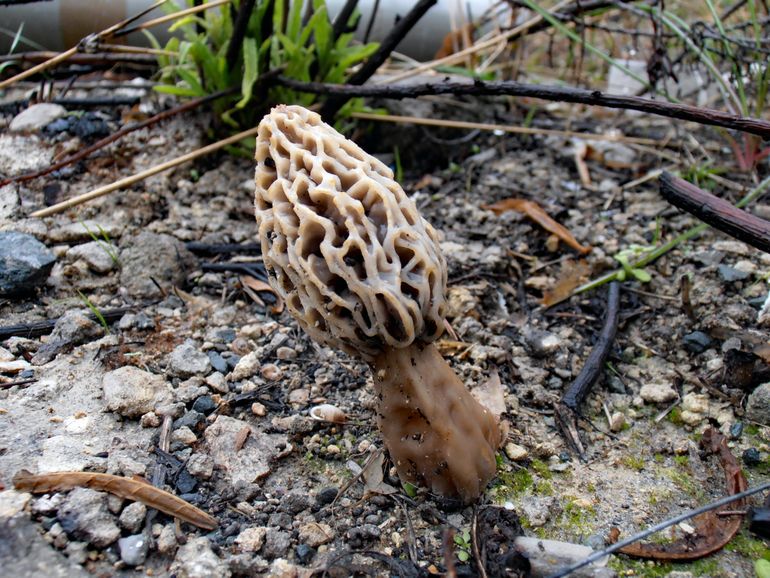 Morchella rufobrunnea