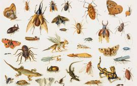 Jan van Kessel Insecten en reptielen