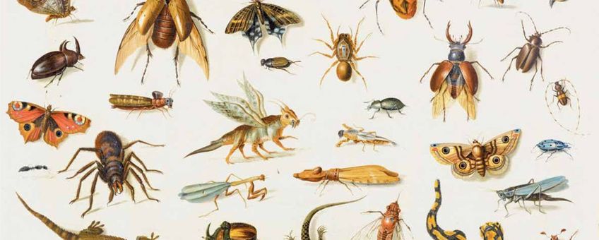 Insecten en reptielen