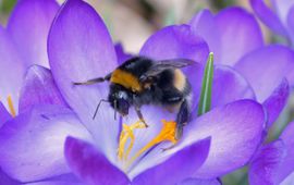 Bombus terrestris, aardhommel op krokus