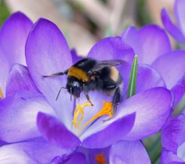 Bombus terrestris, aardhommel op krokus