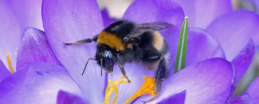 Bombus terrestris, aardhommel op krokus