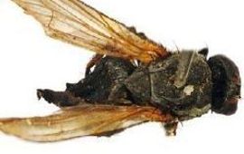 Cees Gielis Insect uit vogelnestkasten