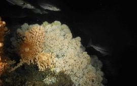 Koudwaterkoraalriffen zijn een bron van rijke biodiversiteit