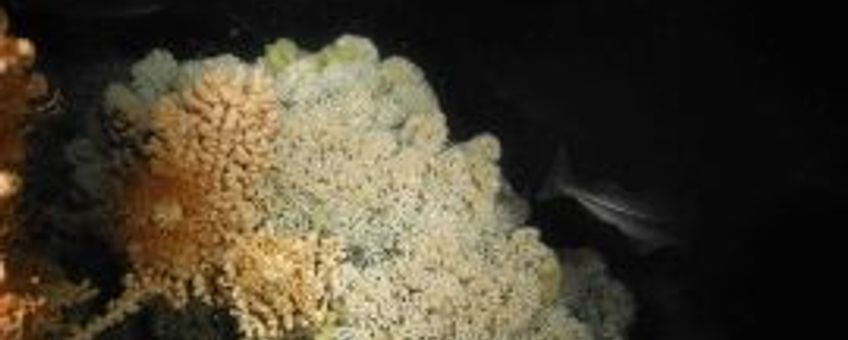 Koudwaterkoraalriffen zijn een bron van rijke biodiversiteit