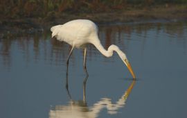 Casmerodius albus. Grote zilverreiger