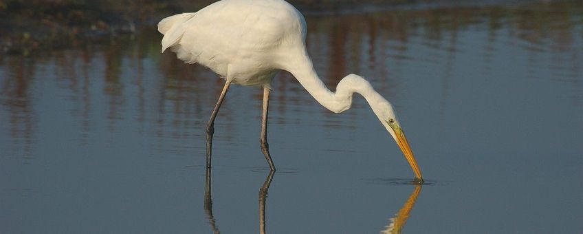 Casmerodius albus. Grote zilverreiger