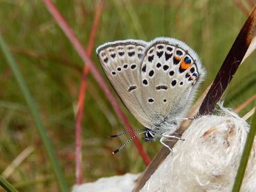 Van de Nederlandse soorten is voor het hier ernstig bedreigde veenbesblauwtje ook op Europese schaal het klimaatrisico groot met een voorspeld verlies van 28 procent van zijn areaal in 2050 en bijna de helft in 2080