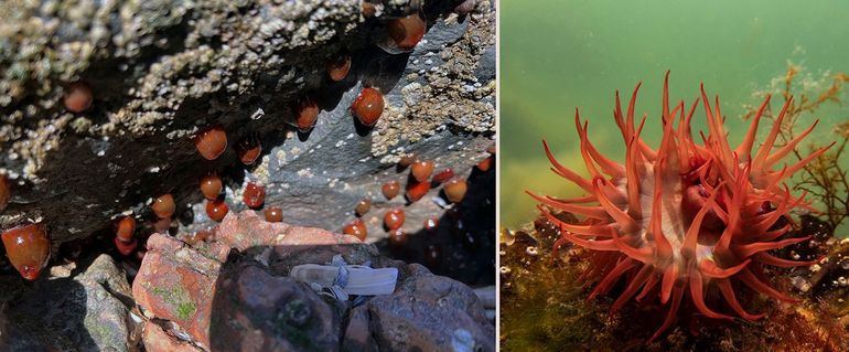 Bij laagwater zijn het net bloedsnotjes, maar uitstaand onder water is de Rode paardenanemoon (Actinia equina) een prachtige zee-anemoon. Dit is typisch zo'n soort die je alleen op rotsen in het litoraal tegenkomt