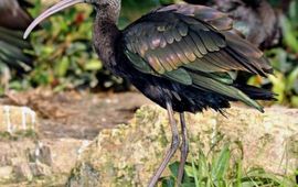 Zwarte ibis. Licentie Creative Commons Naamsvermelding Gelijk delen 2.5 Unported