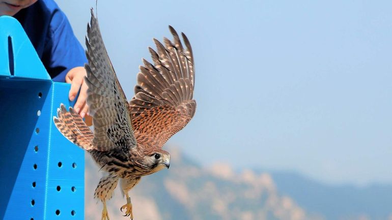 IFAW's Beijing Raptor Rescue Center laat een torenvalk vrij in Beijing, China