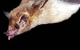 Roland and Renate Kraft Southern long-nosed bat (Leptonycteris curasoae)