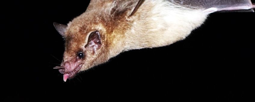 Southern long-nosed bat (Leptonycteris curasoae)