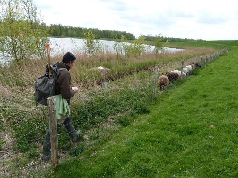 Het zoeken naar sporen van muskusratten en beverratten is een tijdrovende taak