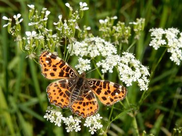 Landkaartjes houden van fluitenkruid als nectarbron