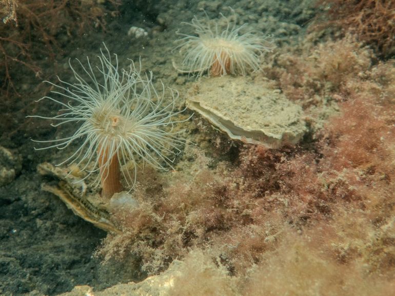 Oesters creëren plek voor allerlei soorten. Hier: weduwerozen (zeeanemonen) op Europese platte oesters