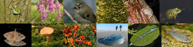 Aan allerlei soortgroepen wordt aandacht besteed tijdens de waarnemersdag