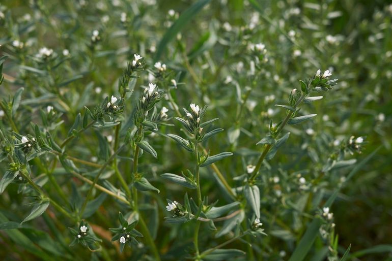 Bijzondere vondsten, zoals ruw parelzaad zijn een bewijs van gezonde duinen