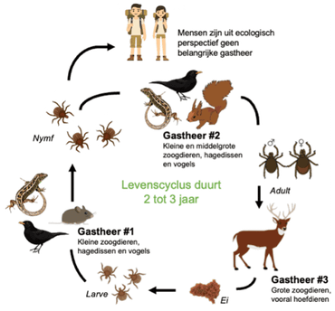 De transmissiecyclus van de  Borrelia-bacterie