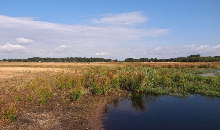 Een ven in Drenthe. Veel natuurgebieden in Nederland kampen met problemen zoals een tekort aan water of een teveel aan stikstof