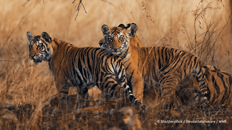 Jonge tijgers in Nepal