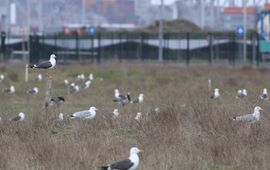 Merijn Loeve, Waarneming.nl CCBYNCND Kleine mantelmeeuw. Europoort
