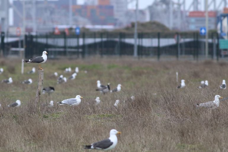 Kleine mantelmeeuwen (en zilvermeeuwen) in de Europoort