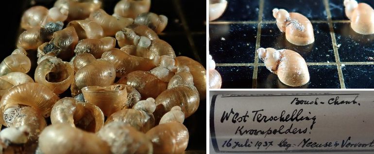 Rode barnsteenslakken, uit de collectie van Naturalis (RMNH.MOLL 641903). West-Terschelling, Kroonspolders 16 juli 1937. Verzameld door A.D.J. Meeuse en W. Vervoort